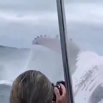 Footage of a humpback whale breaching