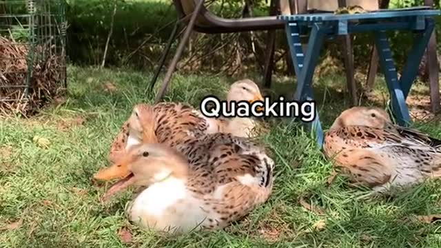 Being a duck doesn’t sound so bad