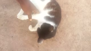 A cat that like playing