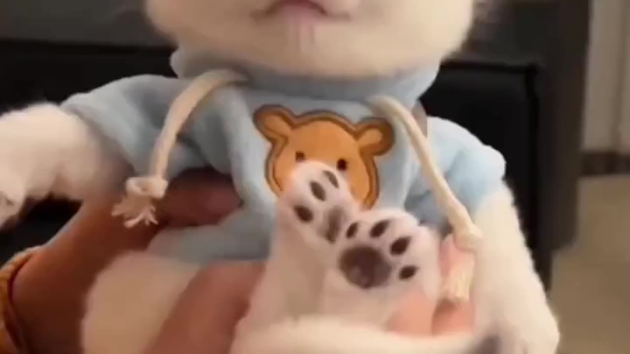 Love cats (720p)