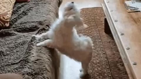 Cute Dog Gif
