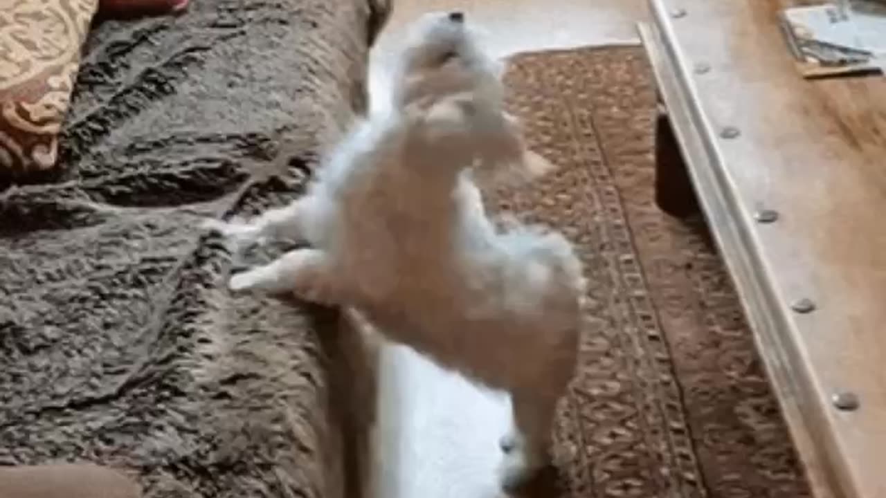 Cute Dog Gif