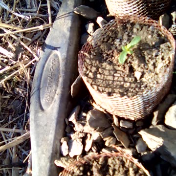 Bugs! and weeds! in my Artemisia annua sprouts