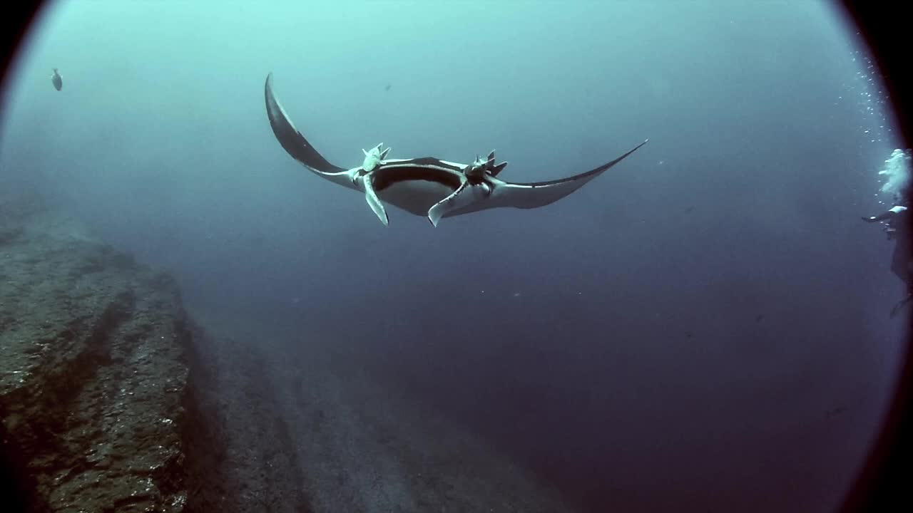 Manta Rays swim with divers off Socorro Island