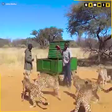Can you try that ❤️💚could you feed cheetahs?