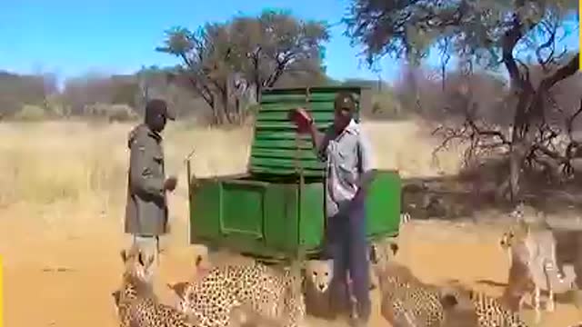 Can you try that ❤️💚could you feed cheetahs?