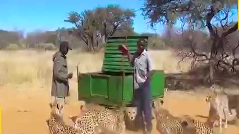 Can you try that ❤️💚could you feed cheetahs?