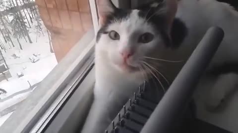 funny healing talking cats