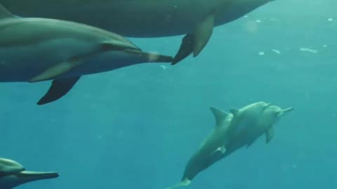 Dolphins