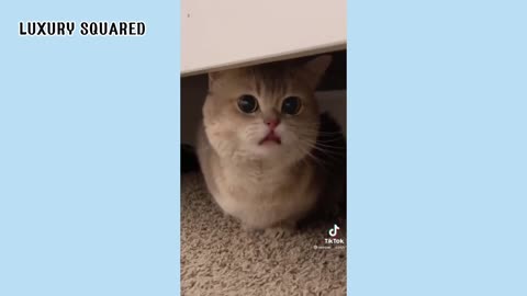 CUTE CAT VIDEO