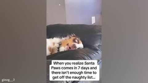 funny cats