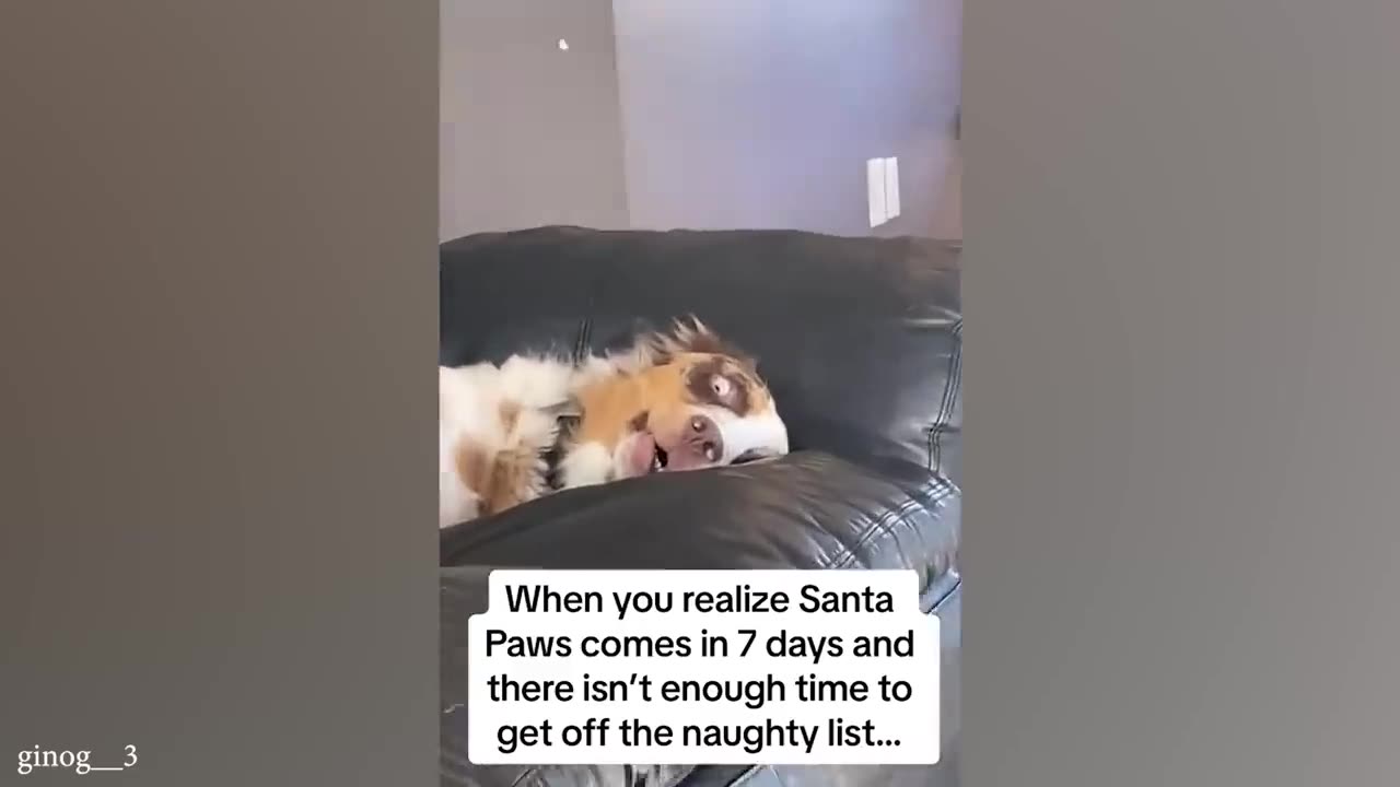 funny cats