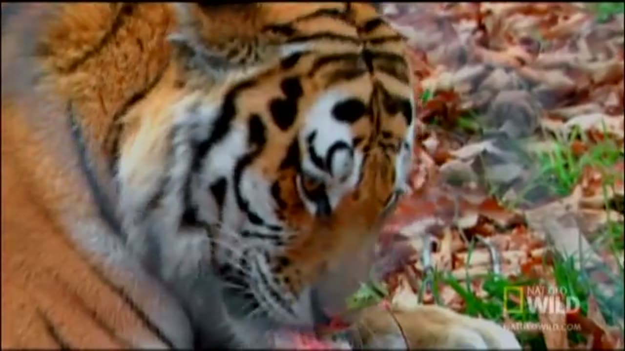 Siberia's Stripes of Death | Nat Geo Wild