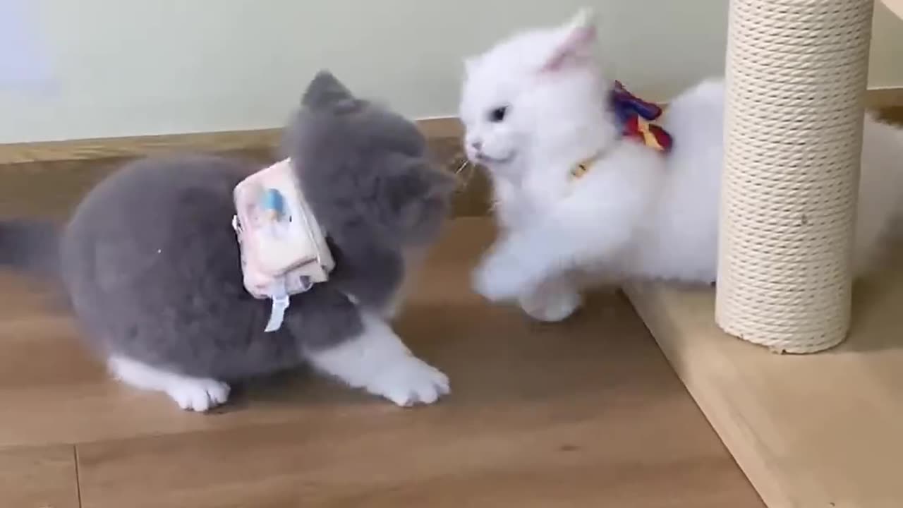 Cute cats video 😺🐈😍