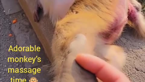 Adorable monkey's massage time