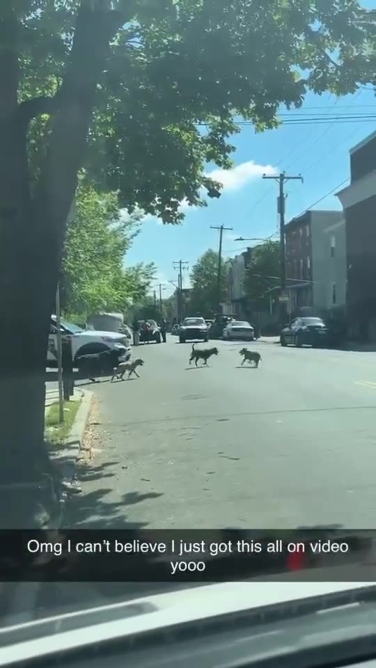 Pack of Dogs attacks Man in Philadelphia