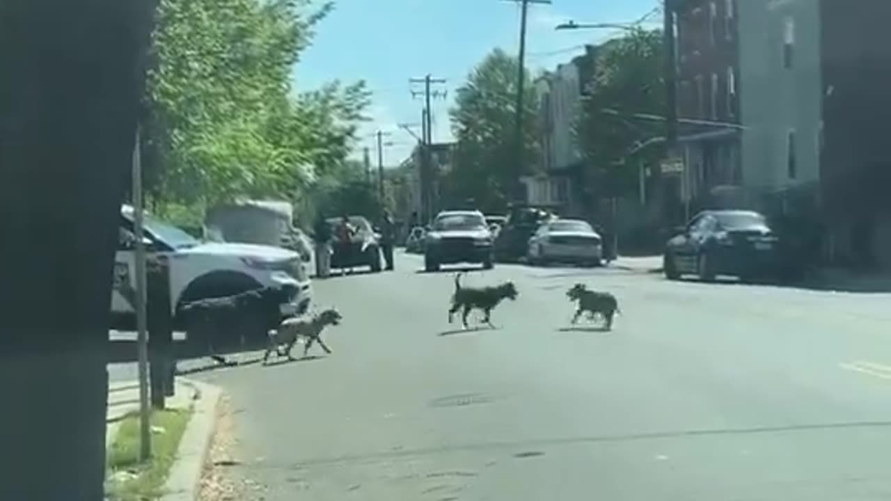 Pack of Dogs attacks Man in Philadelphia