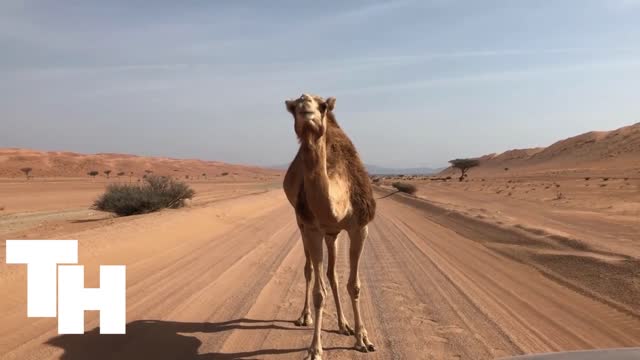 Oman