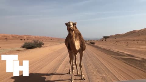Oman
