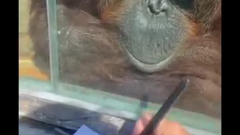 Orangutan Enjoys Art.