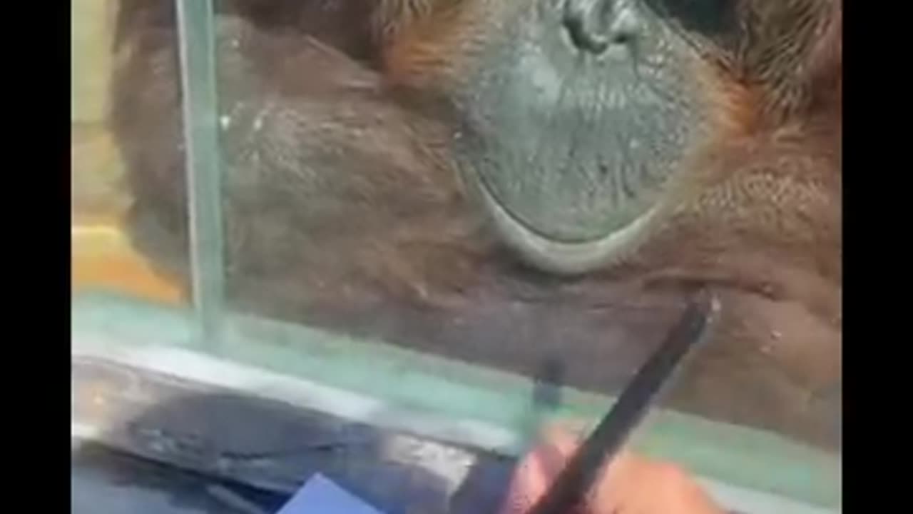 Orangutan Enjoys Art.