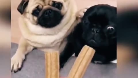 funny animals
