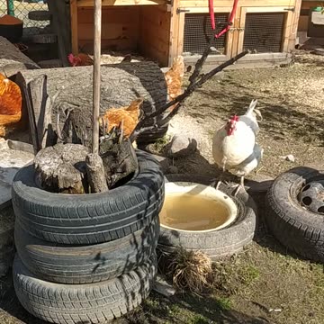Good morning at the farm, you are greeted by Tristan, Sapphire and their flock of chickens!