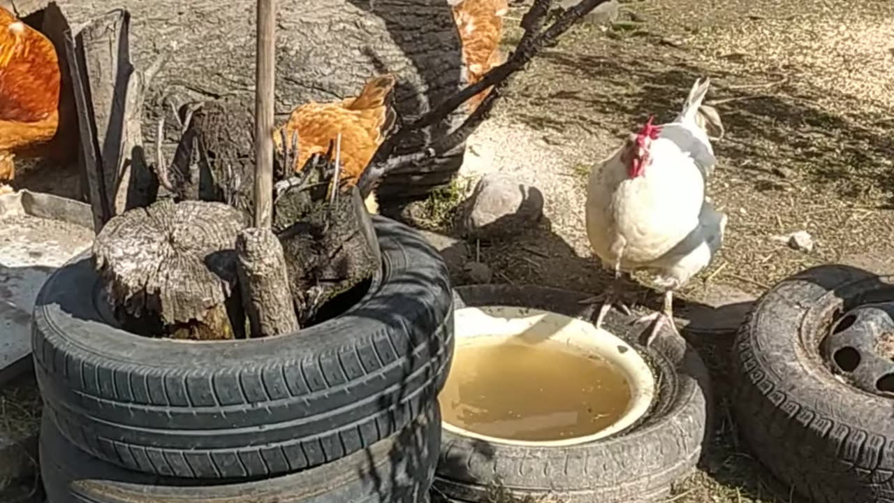 Good morning at the farm, you are greeted by Tristan, Sapphire and their flock of chickens!