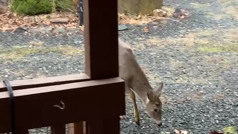 NW NC at the Treehouse 🌳 Two bucks visit 🦌 Whiskers was born here and he made a friend 🦌