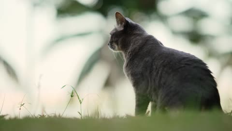 Daily life of a Cat | 8K |