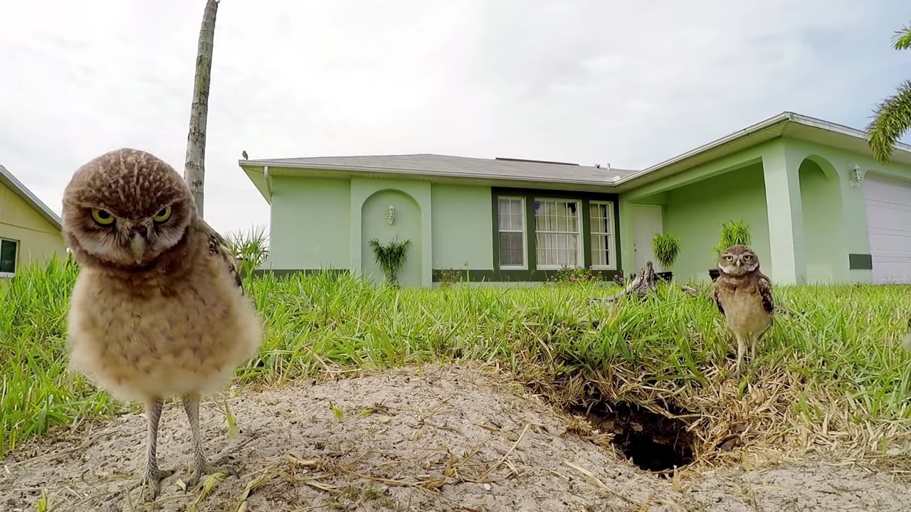 GoPro Awards: Owl Dance-Off Part II