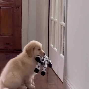 "Determined Pup: The Quest for Adventure."