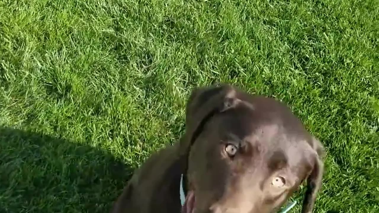 Murphy The Recall Slow Motion