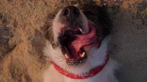Cute Dog 🐶🐕