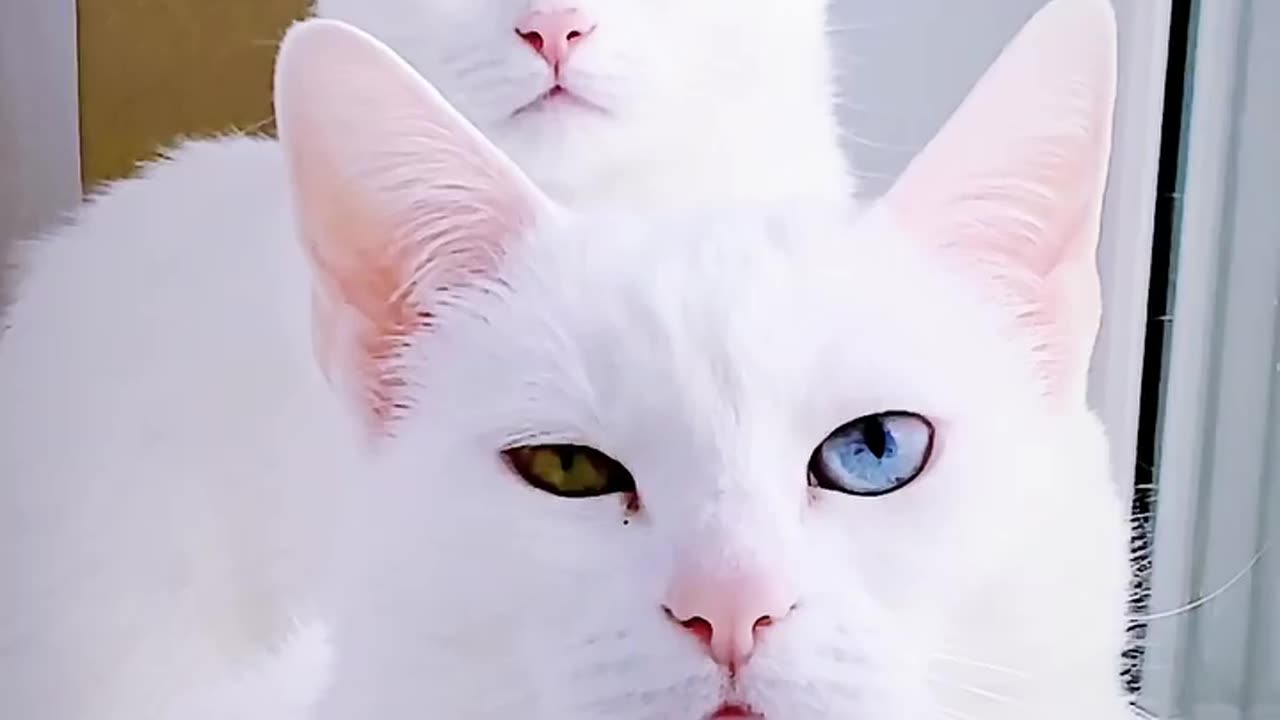 🙏❤🎉🎉🎉🎊🎊🎊️SWEET AND FUNNY ANIMALS SHOTS 🙏❤️❤️🎉🎉🎉🎊🎊🎊