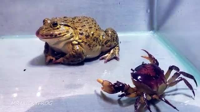 Asian Bullfrog With Big Crab And Mouse! Asian Bullfrog Live Feeding