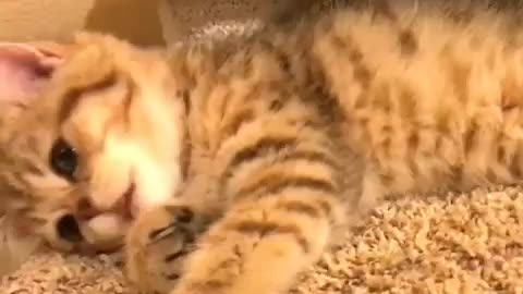 🙏❤🎉🎉🎉🎊🎊🎊️SWEET AND FUNNY ANIMALS SHOTS 🙏❤️❤️🎉🎉🎉🎊🎊🎊