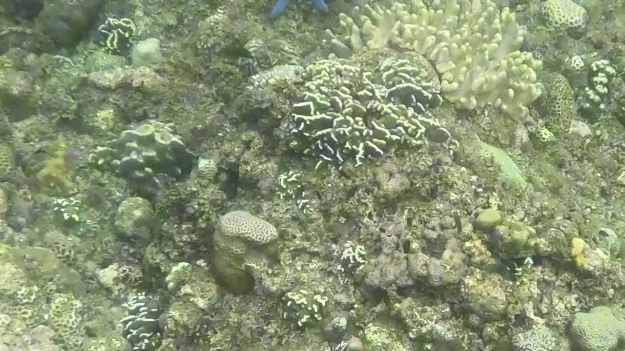 Beauty Beneath the Waves, Snorkeling In The Morning