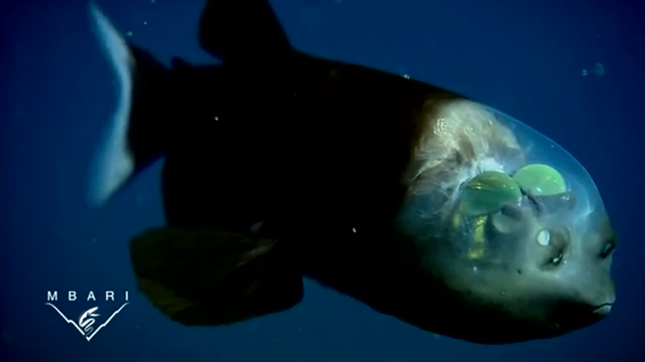 The vampire squid can turn itself "inside out" to avoid predators.