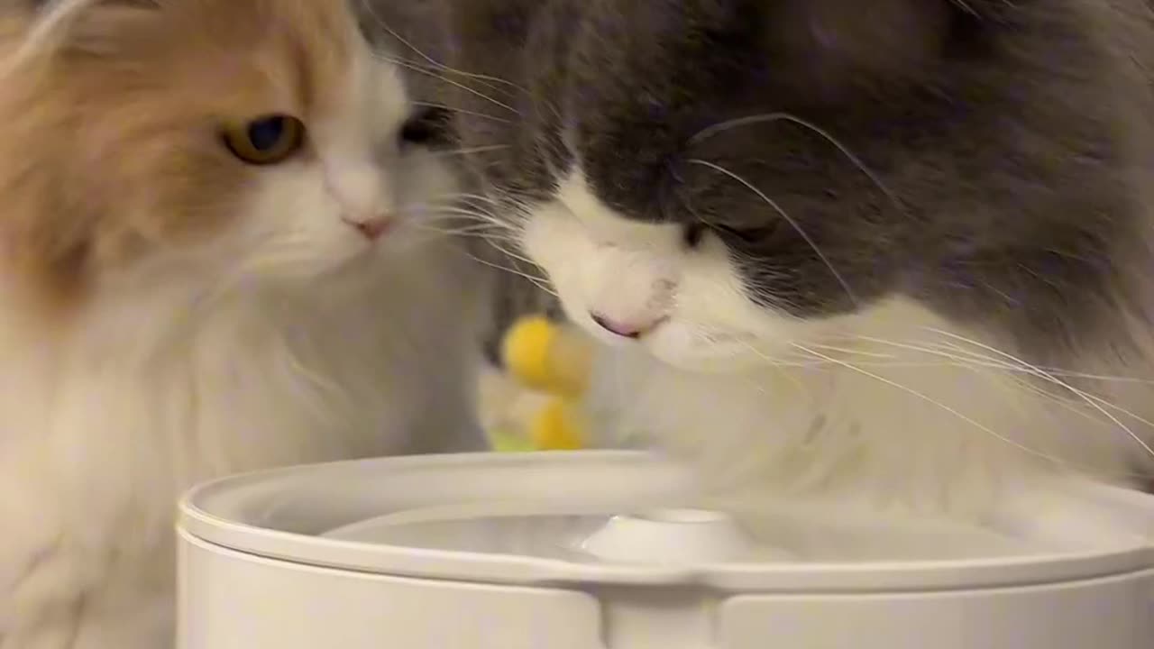 Two obedient babies who love to drink water