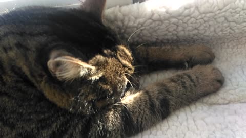 cat basking in the sun