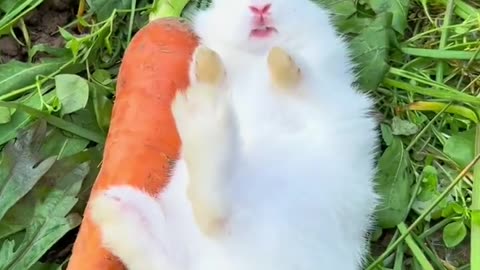 🐇🐇 Chinese Rabbit Video 🎥 A little bunny who loves to sleep💤✨ cute pet rabbit cute garden pet