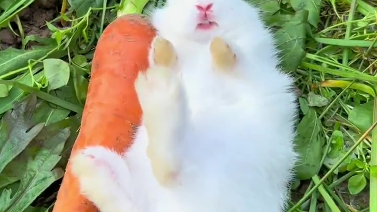 🐇🐇 Chinese Rabbit Video 🎥 A little bunny who loves to sleep💤✨ cute pet rabbit cute garden pet