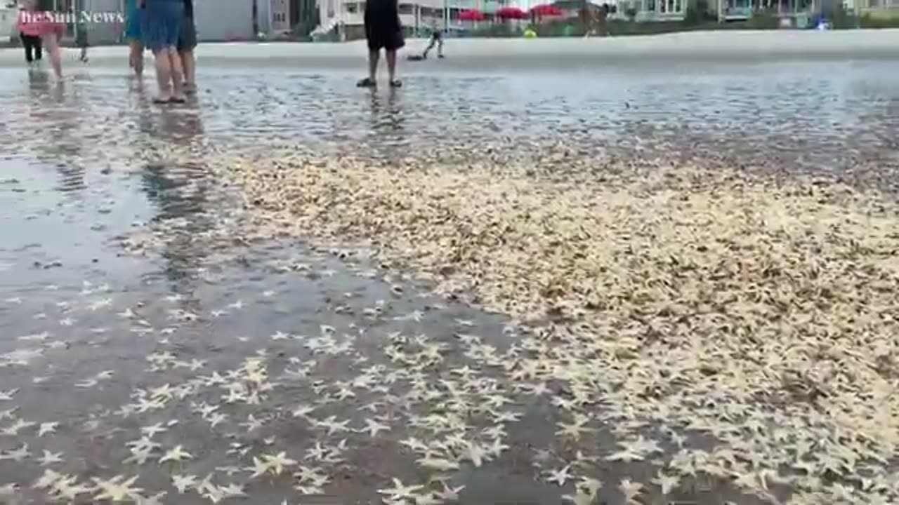 Thousands of starfish wash ashore along Grand Strand beaches