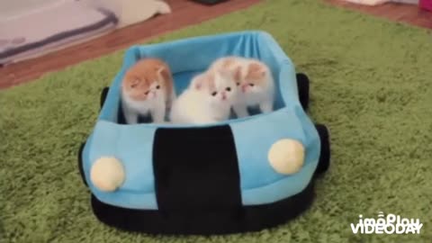 Cute Cat Gif
