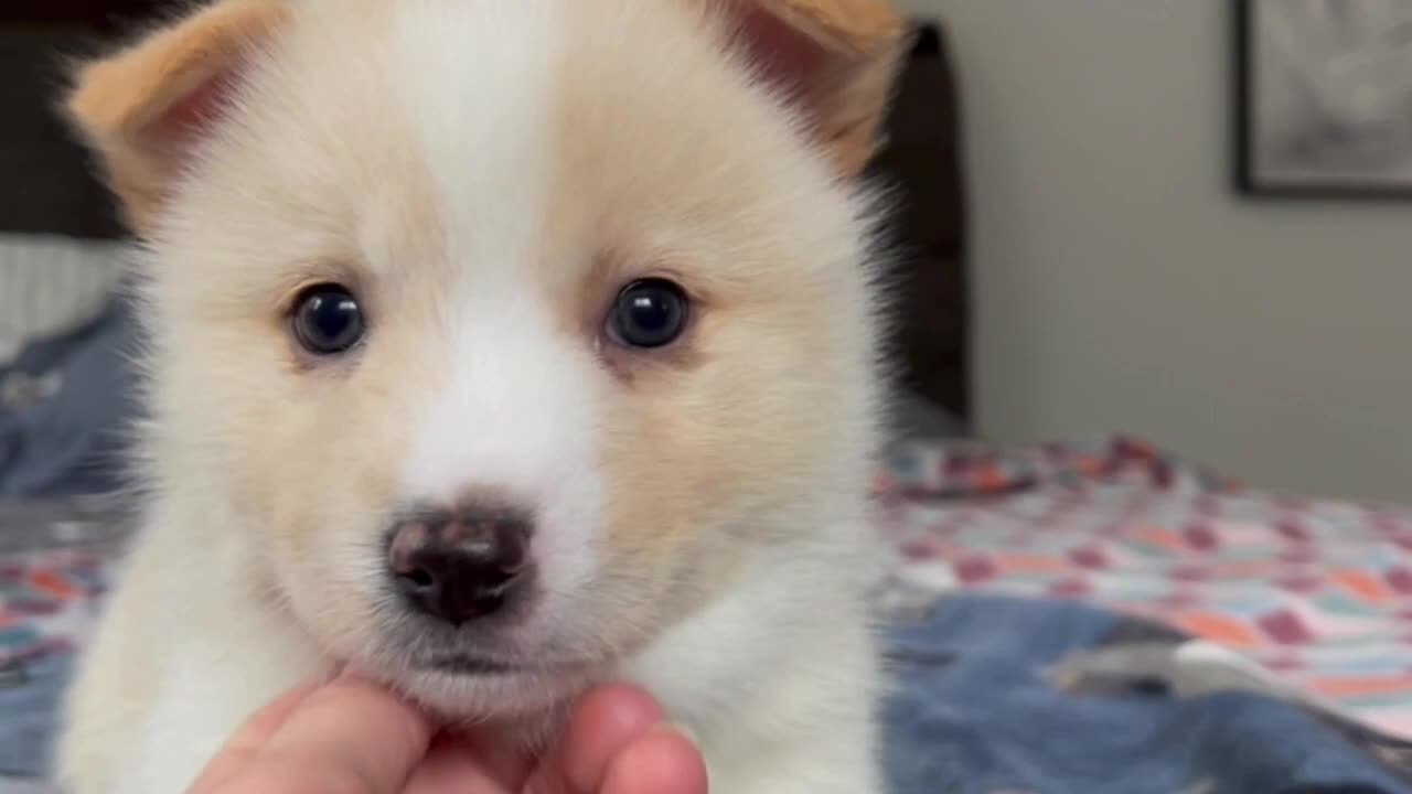 Best Bowtie Pomsky Love - Little wink from Pomsky Puppy for Sale!