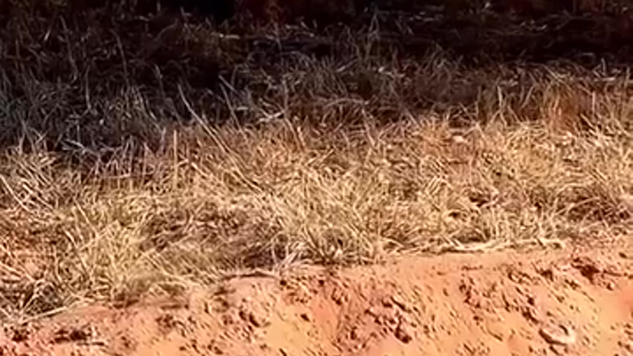 animal attacks