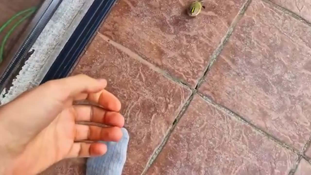 THE BIRD WAS DYING ON OUR BALCONY