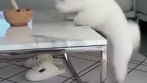 Funny pet videos