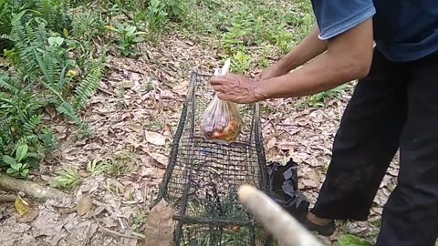 trap bait, umpan jitu perangkap ikan